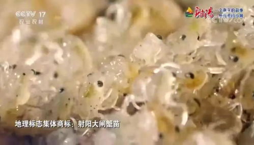 火遍全國(guó) 射陽(yáng)綠色農(nóng)產(chǎn)品 宣傳片刷屏央視 江蘇衛(wèi)視黃金時(shí)段